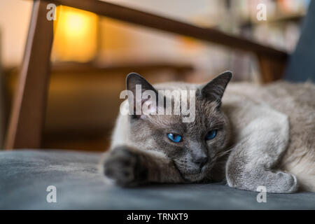 Siamesische Katze liegend auf Stuhl Stockfoto