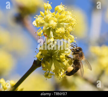 Ein ungewöhnlich frühen Honigbiene (Apis mellifera) im Februar mit voller Pollen-körbe auf frühen Carneol Kirsche (Cornus Mas) Blüten Pollen sammeln Stockfoto