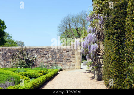 Sonniger Garten mit blühenden lila Wisteria auf eine Mauer aus Stein und kleine getrimmt Hecke pflanzen. Stockfoto