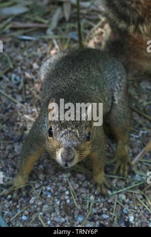 Porträt einer Neugierig graue Eichhörnchen nähert und mit Blick auf die Kamera Stockfoto