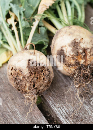 Mai Rübsen (Brassica rapa var. Rapa subsp Majalis) mit Schäden, die durch die Wurzel made verursacht Stockfoto