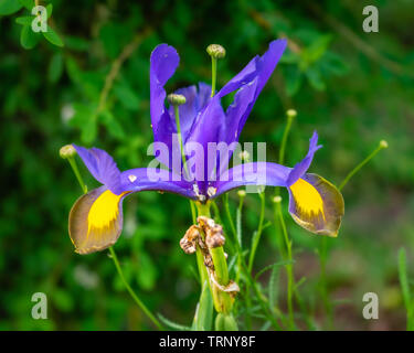 Nahaufnahme der blaue bis violette Blütenblätter einer Iris xiphium Anlage oder mehr allgemein bekannt als spanische Iris im Juni in Südengland, Großbritannien Stockfoto