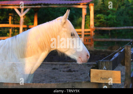 Extreme Nahaufnahme von schönen jungen Grauen arabische Stute gegen natürliche Hintergrund bei Sonnenuntergang goldenen Stunde Stockfoto