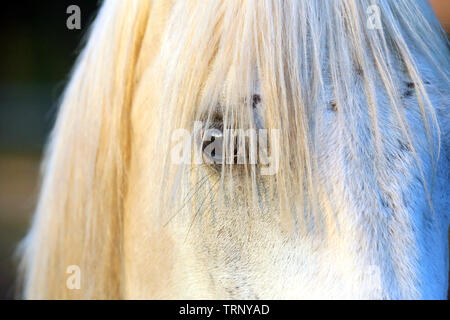 Extreme Nahaufnahme von schönen jungen Grauen arabische Stute gegen natürliche Hintergrund bei Sonnenuntergang goldenen Stunde Stockfoto