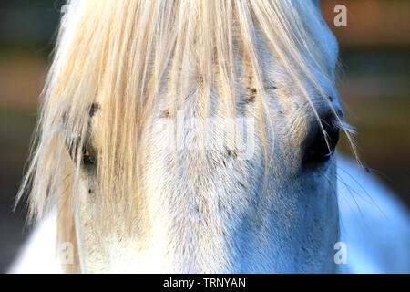 Extreme Nahaufnahme von schönen jungen Grauen arabische Stute gegen natürliche Hintergrund bei Sonnenuntergang goldenen Stunde Stockfoto