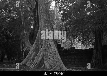 Teil der Nordwand des dritten Gehäuse, Ta Prohm, Angkor, Siem Reap, Kambodscha. Schwarz und Weiss Stockfoto