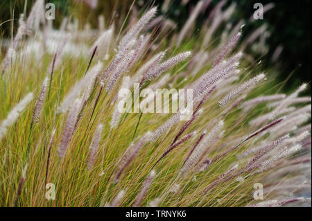 Hohes trockenes Gras sway im Wind im Sommer. Stockfoto