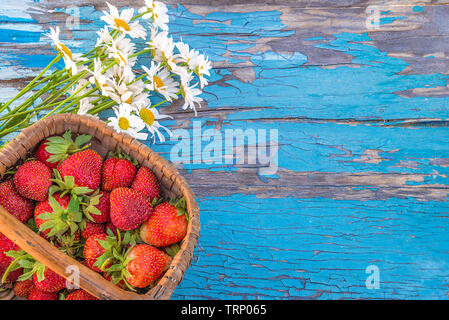 Reife Erdbeeren im Vintage-Korb und Bukett aus weißen Gänseblümchen auf blauem, altem Holzhintergrund Stockfoto