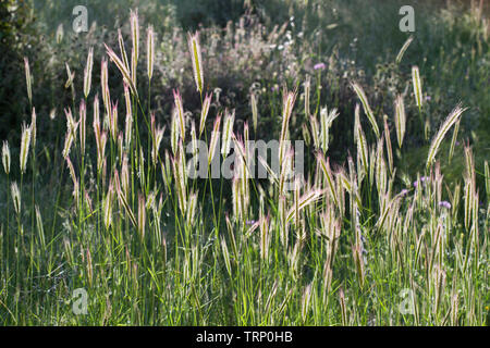 Hintergrundbeleuchtung Ohren eines wildes Gras oder Weizen Arten, die in den frühen Morgenstunden Stockfoto