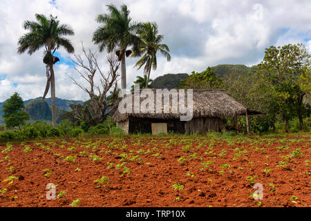 Ländliche Szene im Tal von Vinales, wo die kleinen Betriebe die Landschaft Punkt und eine Ernte wächst in der fruchtbaren Erde Rost-rot. Vinales, Kuba Stockfoto