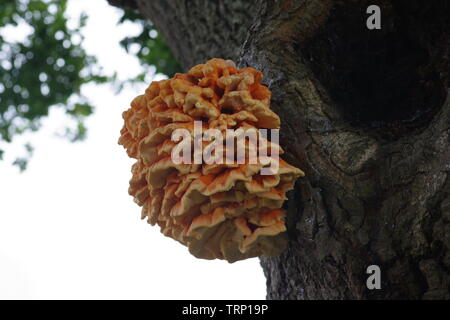 Huhn in den Wäldern Schwefel Polypore (Laetiporus sulfureus) parasitierender Pilz wächst an den Stamm einer englischen Eiche (Quercus robur). Exeter, Großbritannien Stockfoto