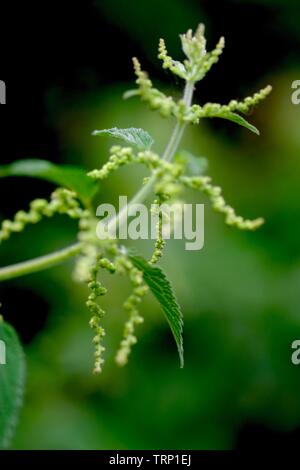 Gemeinsame Brennnessel (Urtica dioica) Hautnah. An einem Sommertag, Ludwell Valley Park, Exeter, Devon, Großbritannien. Stockfoto