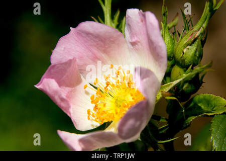 Nahaufnahme von Heckenrose (Rosa Canina) in voller Blüte Stockfoto