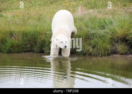 Eisbär ins Wasser gehen Stockfoto