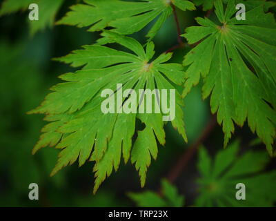 Grün (Acer japonicum aconitifolium Japanischer mond Ahorn) Blätter Stockfoto