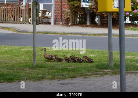 Die Stockente. Anas platyrhynchos. Frau mit einer Gruppe von Entenküken zu Fuß in der Nähe der Straße. Deutschland. Stockfoto