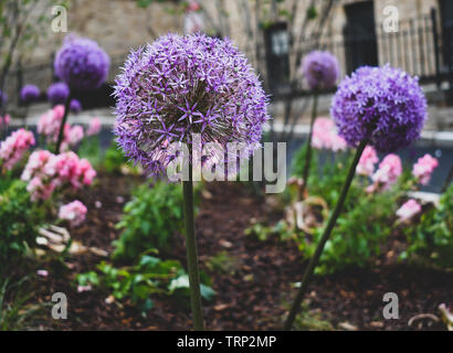 Allium Blume Blüte Stockfoto