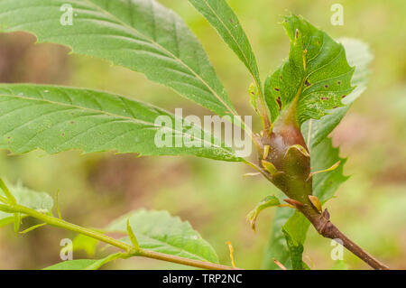 Chestnut gall Wasp, Dryocosmus kuriphilus verursacht ein Insekt aus Asien Stockfoto