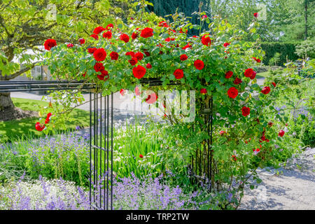 Rose trellis, Rosengarten, VanDusen Botanical Garden, Vancouver, British Columbia, Kanada Stockfoto