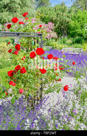 Rose trellis, Rosengarten, VanDusen Botanical Garden, Vancouver, British Columbia, Kanada Stockfoto