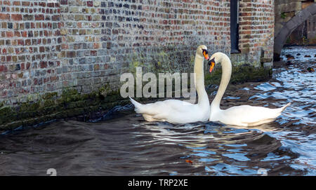 Romantisches Paar Schwäne auf den Brügger Kanal. Schönen Schwan paar Schuß in der romantischsten Stadt der Welt - Brügge, Belgien. Stockfoto