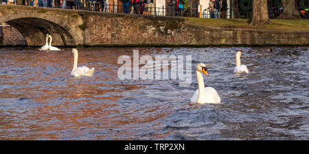 Mehrere weiße Schwäne schwimmen auf den Kanal Wasser im Stadtzentrum von Brügge. Stockfoto