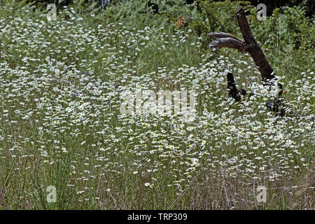 Ein Patch von ox-eye Daises in einer Wiese. Stockfoto