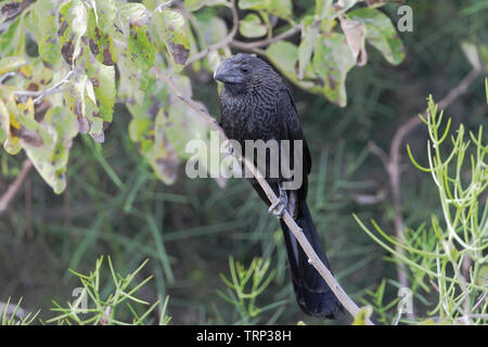 Glattschnabelani (Crotophaga ani) auf Niederlassung in Puerto Egas auf Santiago, Galapagos Inseln Stockfoto