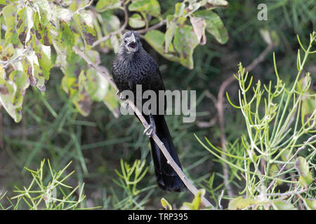 Glattschnabelani (Crotophaga ani) auf Niederlassung in Puerto Egas auf Santiago, Galapagos Inseln Stockfoto