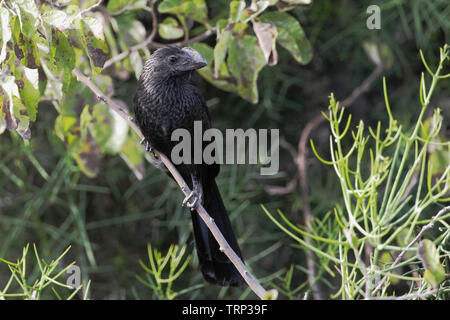 Glattschnabelani (Crotophaga ani) auf Niederlassung in Puerto Egas auf Santiago, Galapagos Inseln Stockfoto