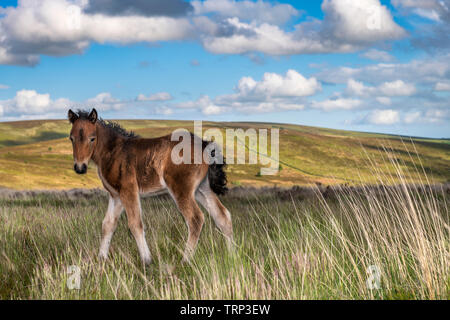 Eine wilde neugeborene Fohlen Dartmoor zielt darauf ab, den Schutz von seiner Mutter auf dem Windgepeitschten Moor in der Nähe von Postbridge. Stockfoto