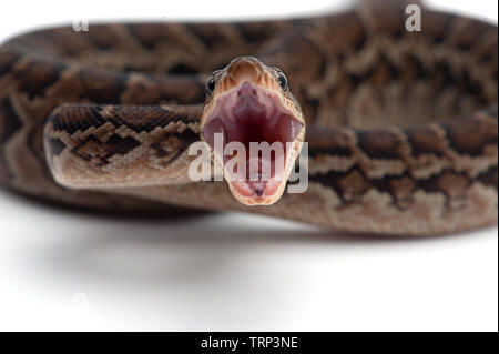 Kubanische tree Boa auf weißem Hintergrund Stockfoto