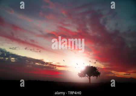 Isolierte Baum in der Landschaft während einer bunten und bewölkter Sonnenuntergang Stockfoto