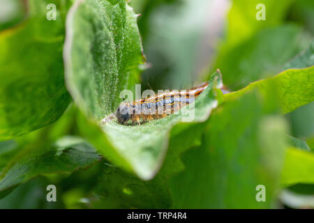 Lakai Motte Caterpillar Stockfoto
