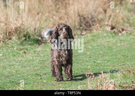 Ein Spaniel ist eine Art Waffe Hund. Spaniels wurden speziell gezüchtete Spiel aus dichter Bürste zu spülen. Stockfoto