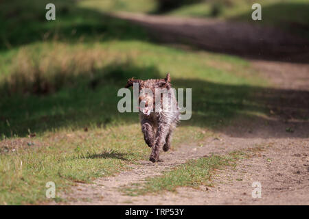 Ein Spaniel ist eine Art Waffe Hund. Spaniels wurden speziell gezüchtete Spiel aus dichter Bürste zu spülen. Stockfoto