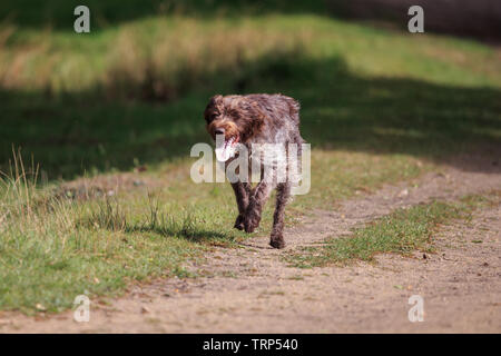 Ein Spaniel ist eine Art Waffe Hund. Spaniels wurden speziell gezüchtete Spiel aus dichter Bürste zu spülen. Stockfoto