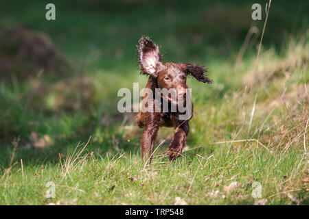 Ein Spaniel ist eine Art Waffe Hund. Spaniels wurden speziell gezüchtete Spiel aus dichter Bürste zu spülen. Stockfoto