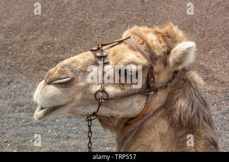 Kamel am Nationalpark Timanfaya, Lanzerote Stockfoto