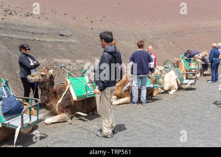 Touristen auf einem Kamelritt in den Nationalpark Timanfaya, LAnzerote. Stockfoto