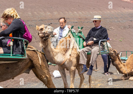 Touristen auf einem Kamelritt in den Nationalpark Timanfaya, LAnzerote. Stockfoto