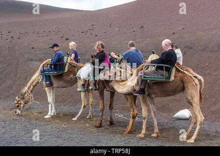 Touristen auf einem Kamelritt in den Nationalpark Timanfaya, LAnzerote. Stockfoto