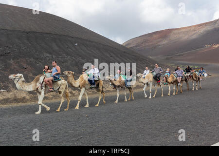 Touristen auf einem Kamelritt in den Nationalpark Timanfaya, LAnzerote. Stockfoto