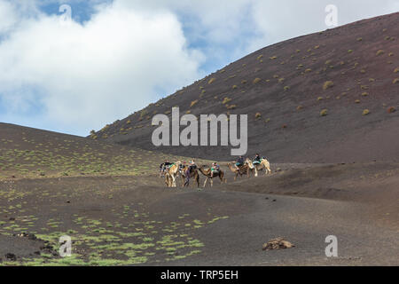 Touristen auf einem Kamelritt in den Nationalpark Timanfaya, LAnzerote. Stockfoto