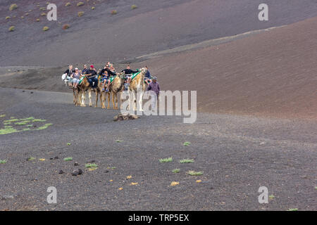 Touristen auf einem Kamelritt in den Nationalpark Timanfaya, LAnzerote. Stockfoto