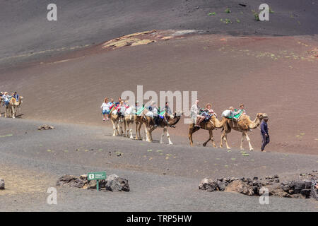 Touristen auf einem Kamelritt in den Nationalpark Timanfaya, LAnzerote. Stockfoto