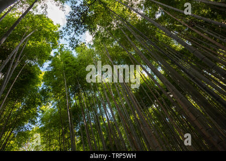 Bambus Wald/Arashiyama Bamboo Grove/Sagano Bambuswald, Kyoto, Japan Stockfoto