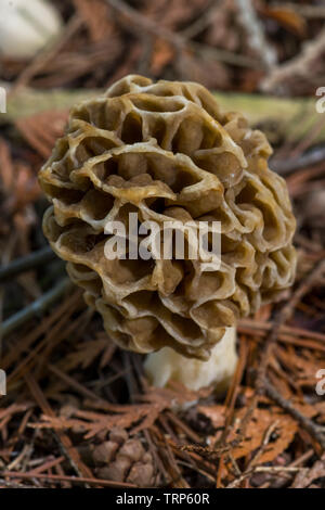 Eine wahre Morel Pilz (Gattung) Morchella eine essbare Pilze wachsen auf den Waldboden. Stockfoto