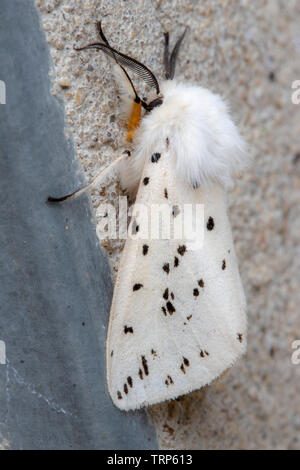 Nahaufnahme eines weißen Hermelin Motte (Spilosoma lubricipeda) Stockfoto