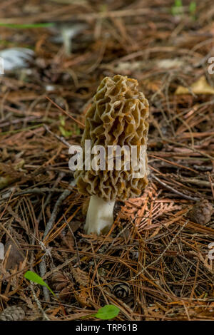 Eine wahre Morel Pilz (Gattung) Morchella eine essbare Pilze wachsen auf den Waldboden. Stockfoto